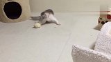 刚出生的小猫，正是精力充沛的时候，太可爱了！