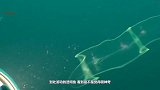 海洋世界中真实存在的“透明”鱼，要不是镜头拍下，你敢相信