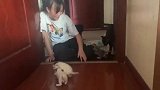 一群小奶猫，刚学会走路就追着人跑，这是把铲屎官当奶妈了吗