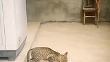 猫：闲来没事出来溜溜老鼠！