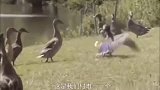 我们村唯一一只会跳舞的鹅