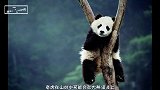为啥老虎狮子看到熊猫都躲着走，查查熊哥原来干啥的就明白了