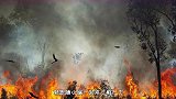 澳大利亚这种鸟会纵火烧山，常常把山野点燃，当地人十分痛恨它
