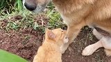 可爱的小猫咪，让狗子看它