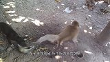 老外被泼猴逼疯，直接将其丢进巨蜥堆，瞬间被“大卸八块”！