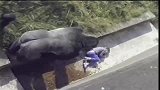 小孩失足掉落动物园，被四百多斤的黑猩猩围观，场面极度危险！