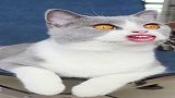 猫咪：我活生生一个萌物，硬是被特效和配音带偏了