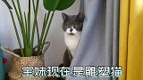 小猫割蛋回家，惨遭大猫咆哮怒吼，小猫：没了蛋你就不认我了？