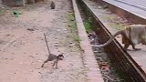 萝拉坐在公猴旁，不敢靠近，生怕公猴恐吓它！