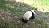 熊猫宝宝本想下沟里玩，一个没抓稳掉落了
