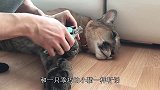 给狮子剪指甲有多恐怖，网友：我也敢来