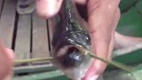 食人鱼的牙齿到底有多牛？老外拿铁丝测试，让人大开眼界
