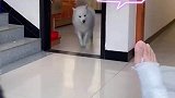 狗子模仿主人瘸腿走路，这波操作伤害性不大侮辱性极强