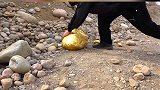 路边捡到个金石头，太大了，一个人都不好抱走！