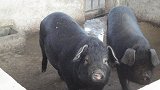 老外发明脱猪毛神器,黑猪进去白猪出来,还没反应过来就完事了!