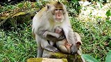 为什么猴妈妈在一只小猴子身上这么做，小猴子看起来很爱他的妈妈