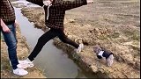 狗子不用抱我，我自己跳过去