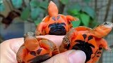 新品种“泰国红”金钱龟，看看跟越南种金钱龟有什么区别