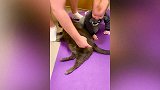 宝宝拿玩具逗猫咪，结果被猫咪抢走，怎么不去夺回来