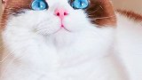 p图不要太过分哦小猫咪 大家都是见过面的 寻找当红的你  星探家