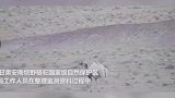 骆驼 新闻 甘肃发现首例白化野骆驼 网友建议给它染个毛吧，别被同伴孤立了