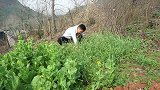 两兄弟吃“羊腿”，一刀切下去肉香四溢，太解馋了