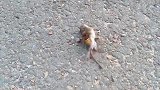 胆大的老鼠惹毛了大黄蜂，秒就嗝屁了，下场太惨！