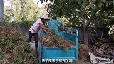 农村海霞：水煮花生的家常做法，香糯入味，家人很爱吃