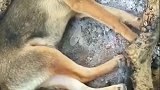 狗子：我就睡个觉，你怎么给别人说我死了