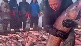 #吉致冰雪激情相约｜家人们，太是那个啦！2024年在查干湖，捕获大青鱼王的渔民，笑开了花儿！别光羡慕，来吉林查干湖亲身体验一次吧！