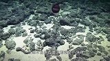 一男子潜水时，无意张开嘴巴，忽然钻进去一个奇怪生物！