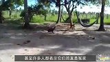 为啥人们都说“鸡犬不宁”，鸡和狗到底有什么仇？看完涨知识了