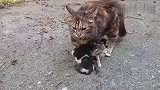 流浪猫母亲忍着痛苦，让孩子们汲取干瘪的身躯，看着很心酸