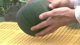 太牛了他真的种出了心形的西瓜试问有谁能抗拒得了这个心形西瓜