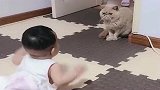 自从这个小祖宗一回家，家里的猫就成了这样，咱也不敢过去问