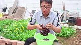 清水洗葡萄和没洗一样脏，1个清洗葡萄小技巧，带皮一起吃也可以