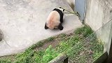 动物园的功夫熊猫，果然能成为国宝还是有点本事在身上的