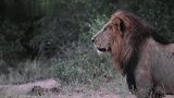 吉尔维雄狮联盟：状态不错，率领坎布拉狮群，成功捕获斑马