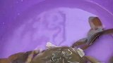 男子买到一只软壳蟹，却不知道是什么蟹