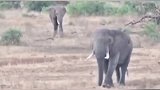 大象欺负犀牛母子