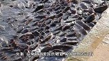 我国又一动物泛滥了，当地被迫下悬赏令，抓到一只奖4元