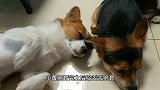 公狗争夺母狗咬伤主人，得知主人要给母狗绝育，狗狗竟委屈的哭了