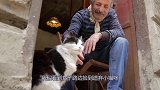 女子路边捡到遗弃小猫咪，等猫崽长大后，女孩发现情况不对！