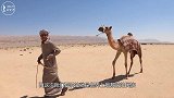 世界上最叛逆的民族，荒原上的游牧民，一生都在沙漠中！