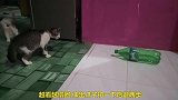 这只猫咪太胆小了，在一个塑料瓶前竟如此害怕