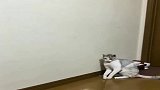 学会了自己玩逗猫棒的猫