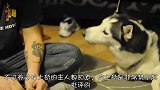 主人不给哈士奇吃东西，二哈急眼了不停冲主人嚷嚷：你是要饿死我