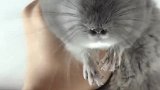 嗯，让我抓着举高高生气了，气的胡子都抖了 #萌宠 #龙猫