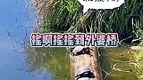 这几个乌龟玩起了网红桥