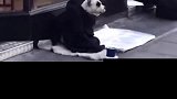 大哥不行咱们还是跑吧整不好挨揍啊！